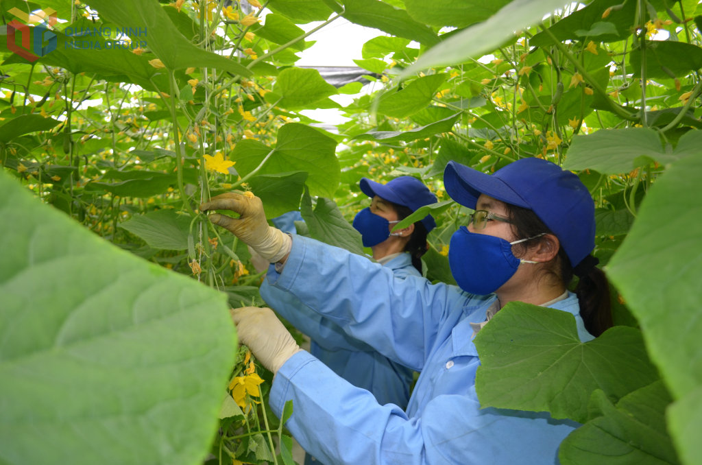 Mô hình trồng dưa lưới trong nhà ở Khu nông nghiệp công nghệ cao Vineco.