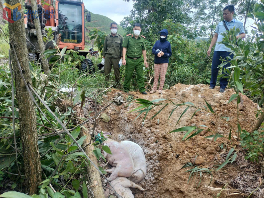 Công an đặc khu Vân Đồn phối hợp với các lực lượng chức năng thực hiện tiêu huỷ lợn chết do bệnh dịch tả lợn châu Phi, ngày 4/8/2025. Ảnh đơn vị cung cấp