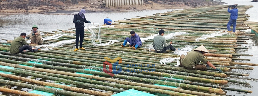 Người dân phường Hà An kết bè chuẩn bị thả nuôi vụ hầu mới.