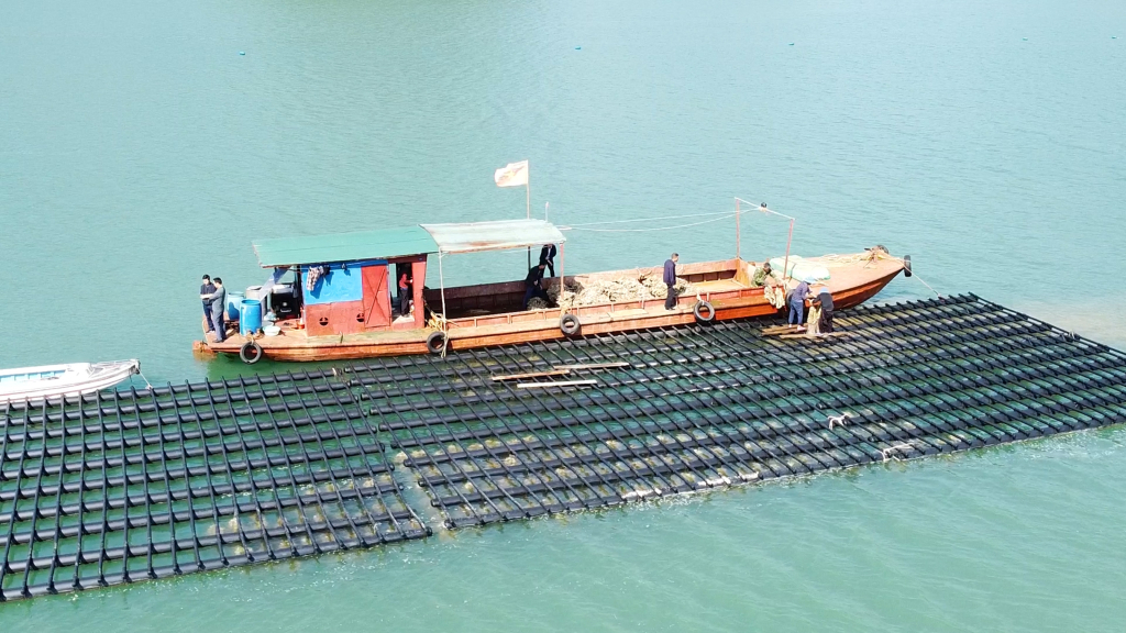 Vân Đồn: Siết chặt kiểm tra, ngăn chặn hàu nhập lậu