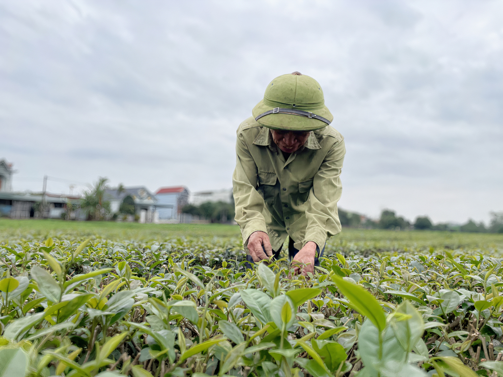 Ảnh với chú thích