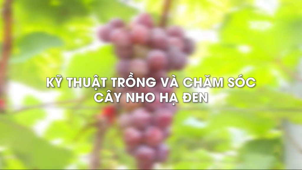 Kỹ thuật trồng, chăm sóc cây nho hạ đen