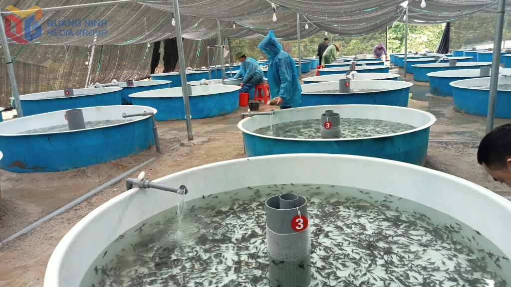 Trang trại nuôi cá tầm tại thôn Sẹc Lống Mìn, xã Quảng Tân