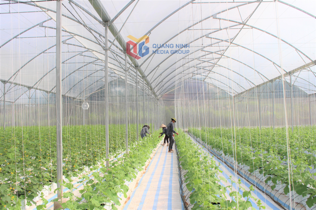Mô hình trồng dưa lưới ứng dụng công nghệ cao tại xã Quảng Tân