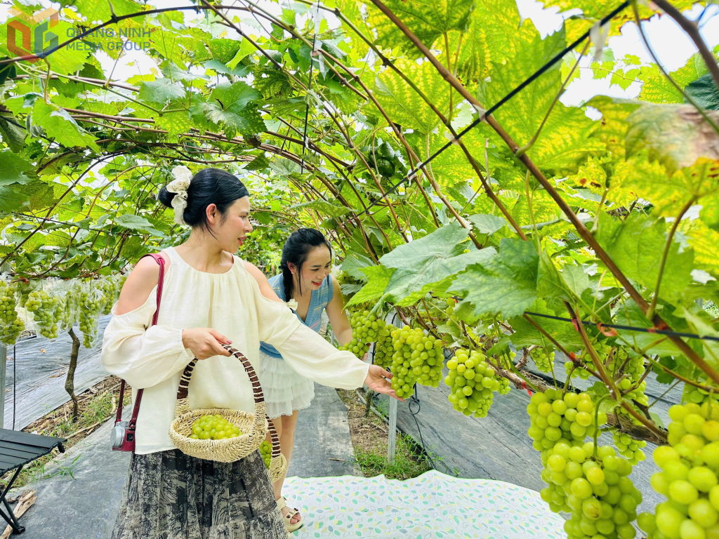 Vườn nho của chị Trần Thị Vân, thôn Pặc Pùng, xã Bình Liêu thu hút du khách.