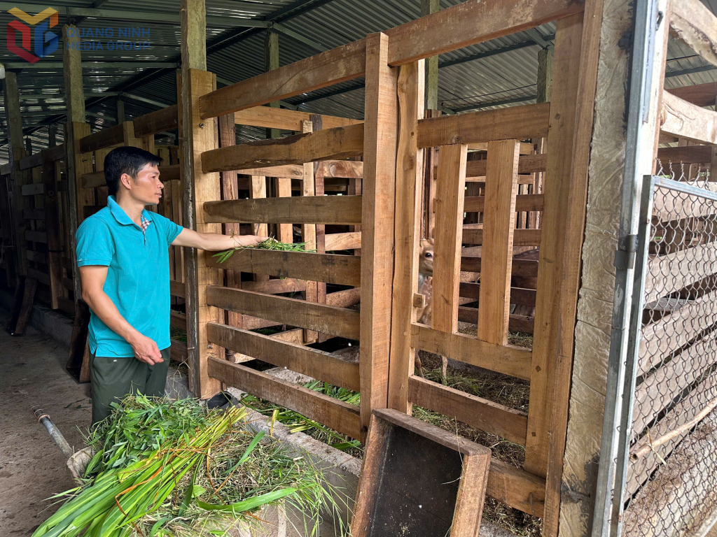 Mô hình nuôi hươu lấy Nhung của anh Vi Văn Nghiệp