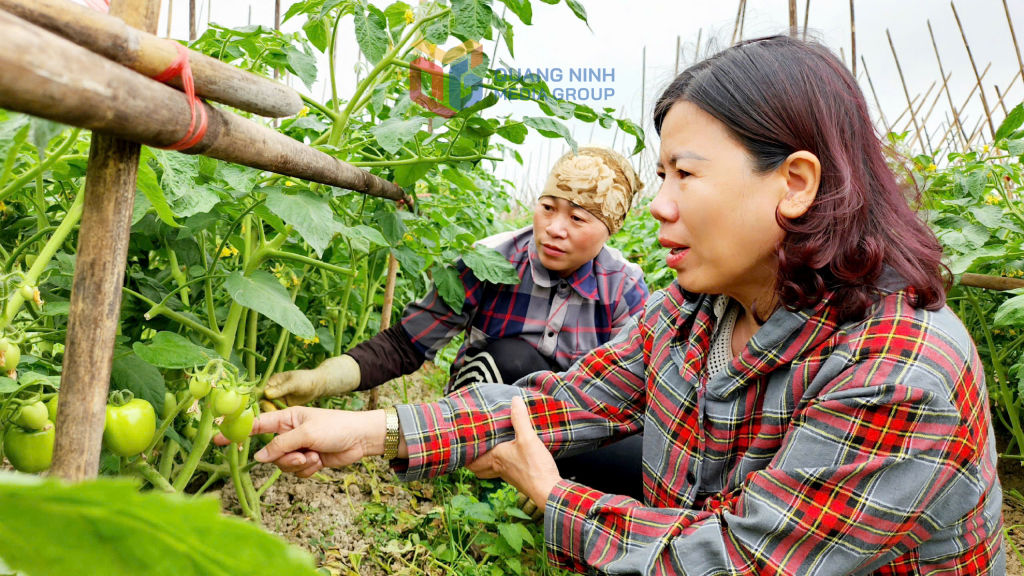 Xã viên HTX dịch vụ nông nghiệp chất lượng cao Hoa Phong (phường Đông Triều) chăm sóc cây trồng.