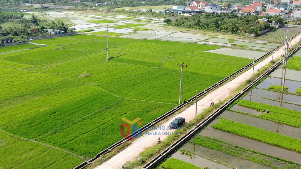 Năm nay, toàn tỉnh gieo cấy gần 22.000ha lúa mùa.