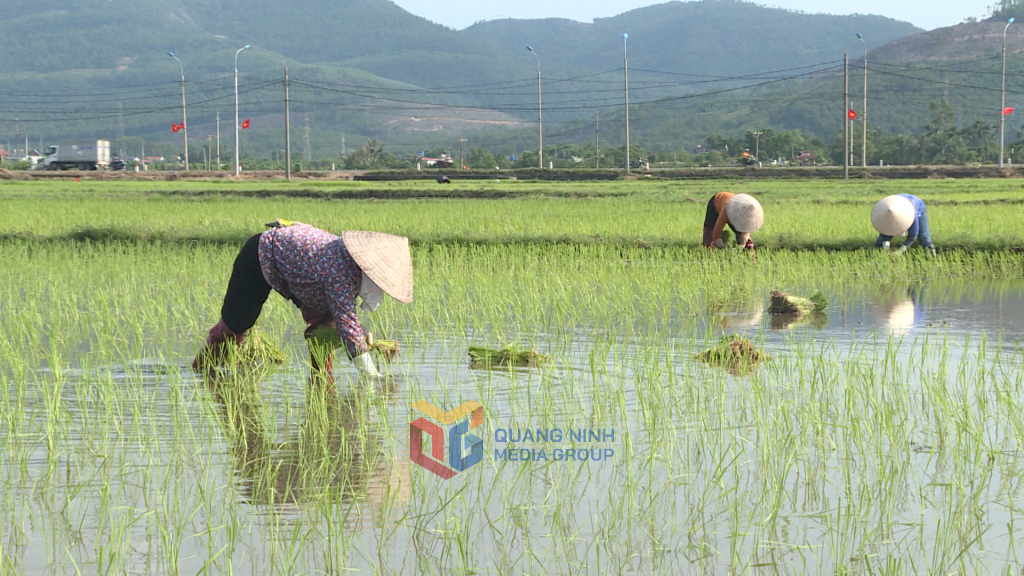 Các giống lúa chất lượng cao như nếp cái Hoa Vàng, Đài Thơm, Khang Dân, ĐT120, RVT, Hương Thơm được nông dân đưa vào cấy nhiều.
