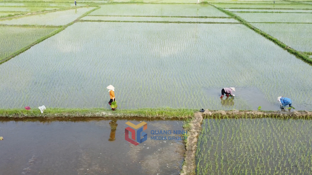 Vụ mùa năm 2025, phường Hoàng Quế gieo cấy trên 1.000ha lúa.
