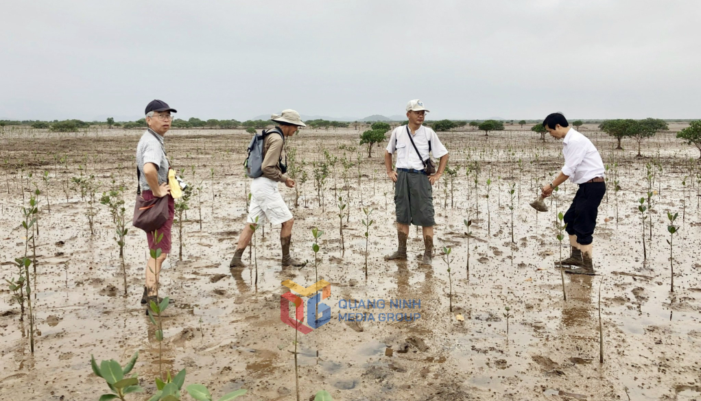 Các chuyên gia của Viện Tài nguyên và Môi trường (Đại học Quốc gia Hà Nội) và Tổ chức phục hồi rừng ngập mặn Nhật Bản (ACTMANG) và Hội Chữ thập đỏ tỉnh Quảng Ninh khảo sát rừng ngập mặn tại xã Đồng Rui (huyện Tiên Yên) năm 2024.