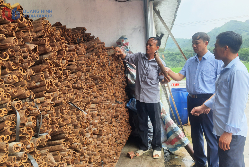 Cán bộ xã Quảng Tân khuyến khích, động viên bà con phát triển sản phẩm quế hữu cơ.