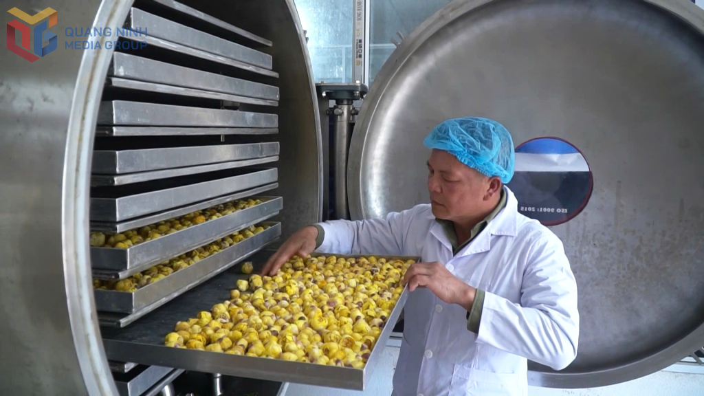 Ông Nịnh Văn Trắng, xã Kỳ Thượng sấy trà hoa vàng bằng công nghệ và thiết bị sấy thăng hoa.