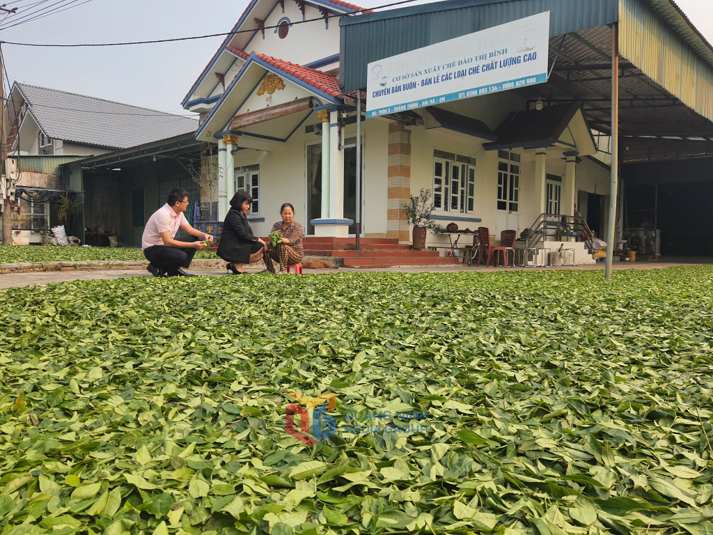 Bà con xã Đường Hoa phơi sấy trà theo hướng hữu cơ.