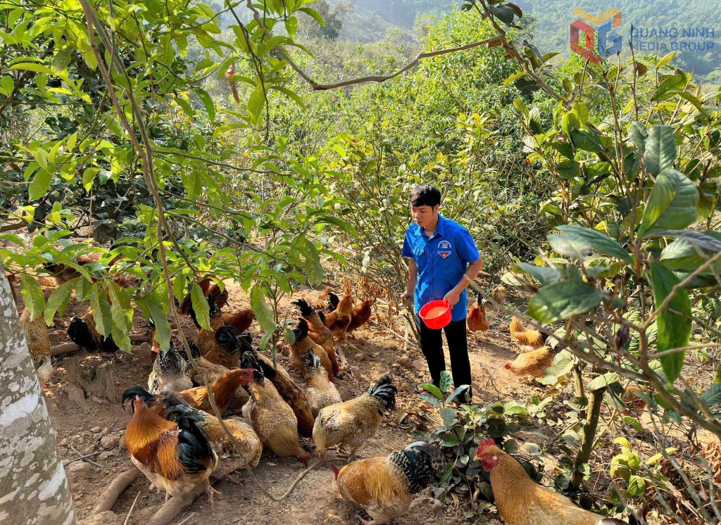 Mô hình nuôi gà dược liệu dưới tán trà hoa vàng của anh Đàm Văn Triệu (xã Ba Chẽ) đem lại hiệu quả kinh tế cao.