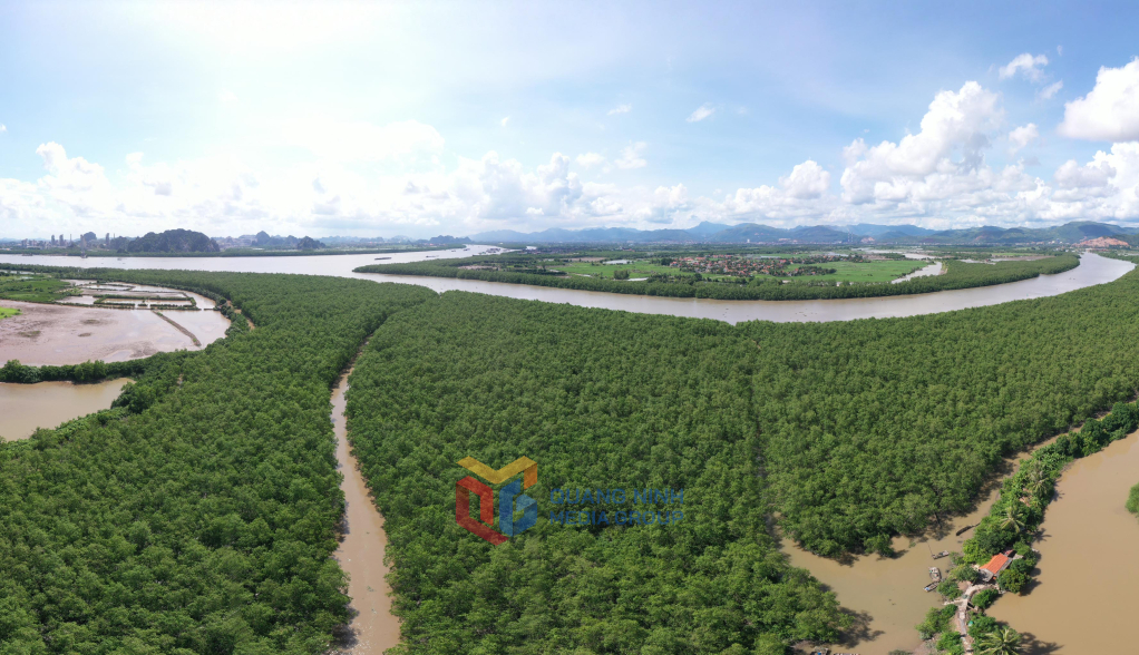 Rừng ngập mặn bạt ngàn – lá phổi xanh của đảo Hà Nam, đóng vai trò quan trọng trong bảo vệ môi trường và chống xâm thực đất.