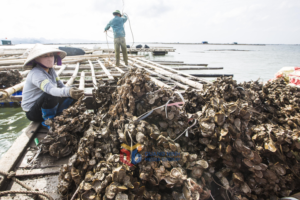 Người dân cần mẫn mưu sinh với nghề nuôi hàu đại dương,  nghề truyền thống gắn bó lâu đời với vùng sông nước nơi đây.