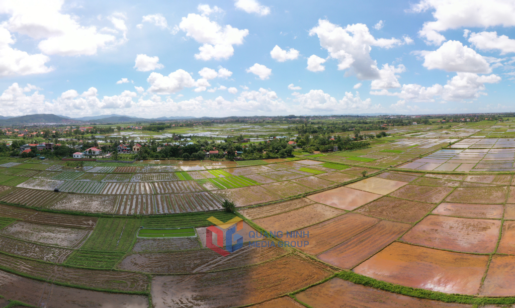 Các thửa ruộng trên đảo như những mảng màu thiên nhiên, tạo nên bức tranh đồng quê rực rỡ theo mùa vụ. 