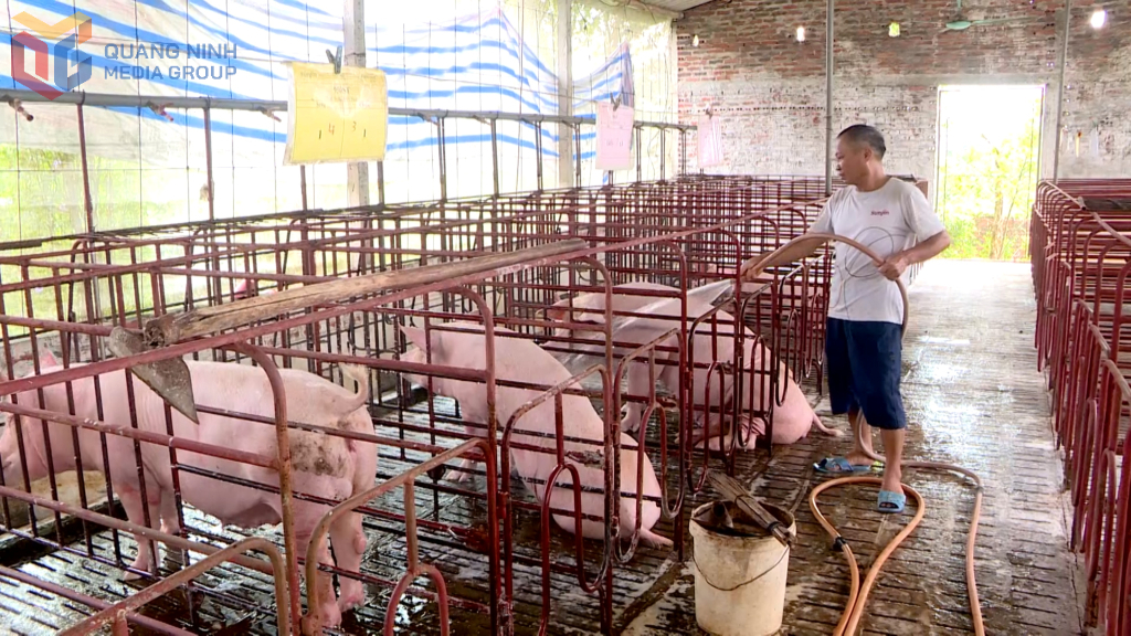 Ông Lê Đình Lộ - khu Trại Lốc, phường An Sinh đang chăm sóc đàn lợn còn lại sau dịch tả Châu Phi.
