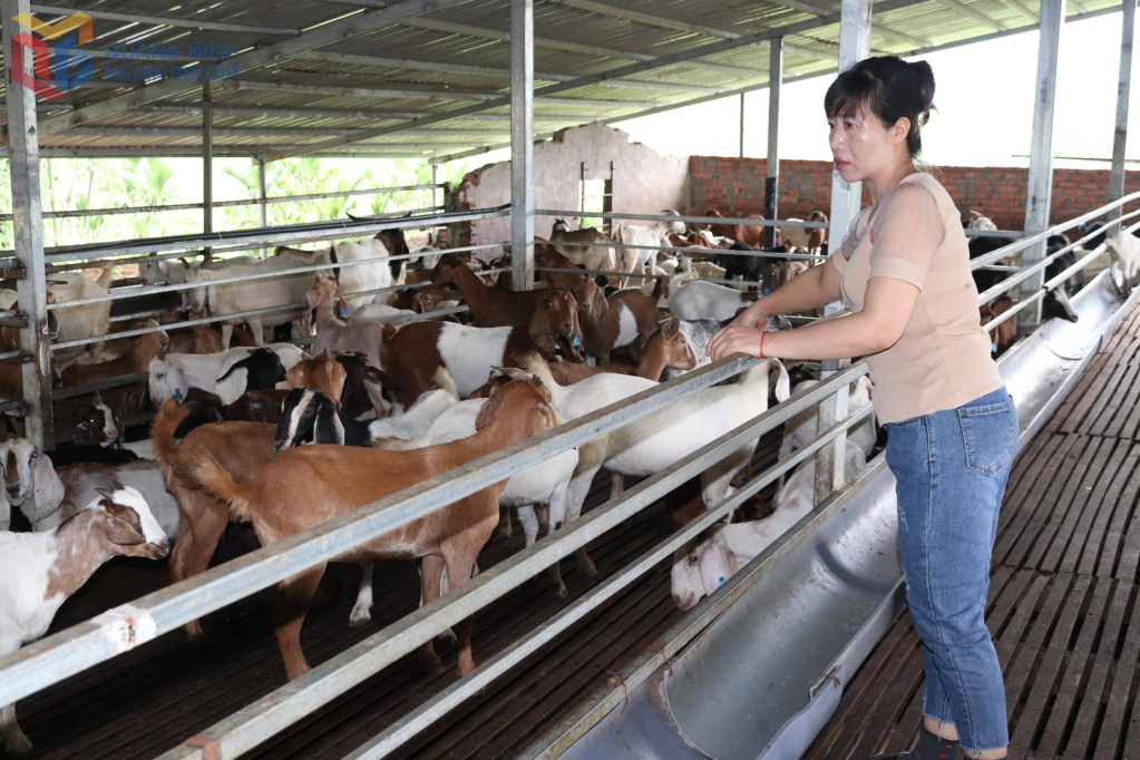 Mô hình chăn nuôi dê tại HTX Sản xuất, xây dựng, dịch vụ nông nghiệp Minh Thành, xã Quảng Tân