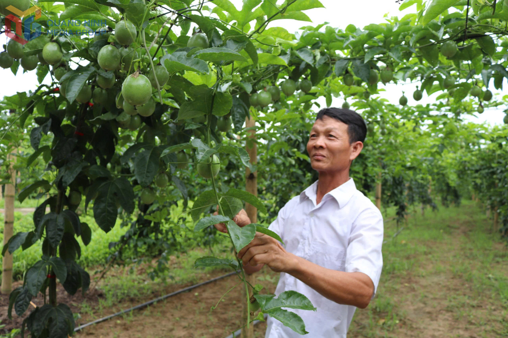 Mô hình trông chanh leo của gia đình anh Phạm Khắc Nghiệp, thôn Tân Thanh, xã Quảng Tân cho hiệu quả kinh tế cao