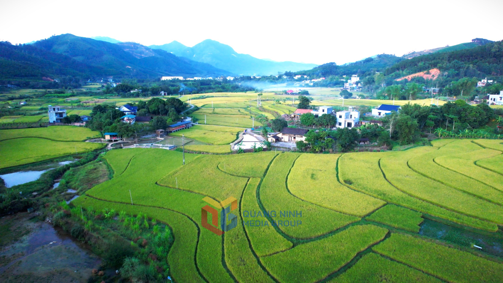 Diện mạo xã Hoành Mô mùa lúa chín. Ảnh: Đào Linh