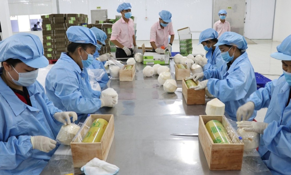 5 năm thực thi EVFTA: Động lực thúc đẩy thương mại bền vững giữa Việt Nam và EU