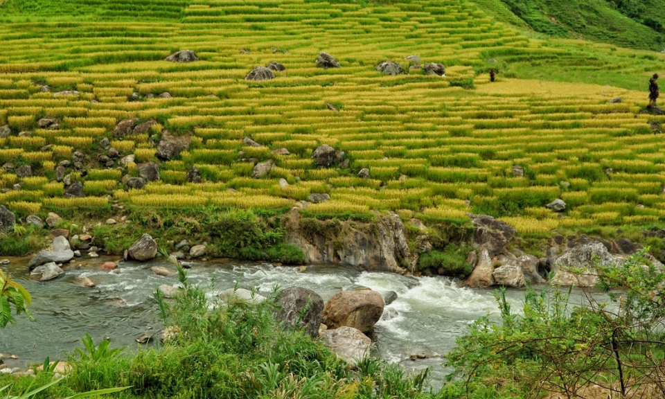 Ngỡ ngàng mùa vàng ở Ngọc Linh, bức tranh tuyệt sắc giữa đại ngàn Quảng Ngãi