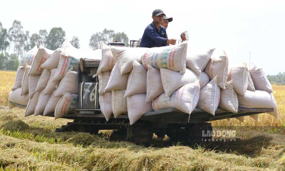 Xuất khẩu gạo đạt 2,81 tỉ USD từ đầu năm 2025 đến nay