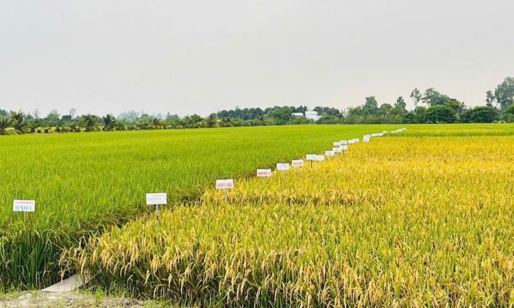 Sản xuất nông, lâm nghiệp và thủy sản tiếp tục đà ổn định