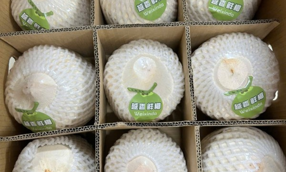 近22吨鲜椰子经北仑二桥口岸出口 至中国