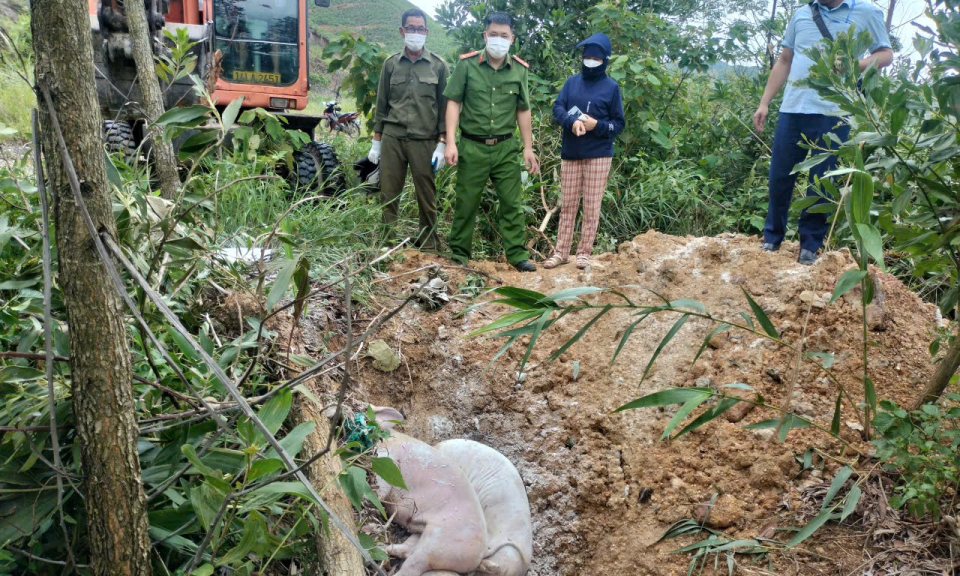 Khẩn trương khống chế dịch tả lợn châu Phi