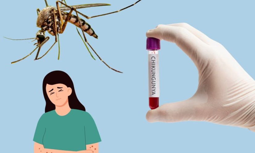 Loài muỗi truyền bệnh sốt xuất huyết có thể khiến bệnh chikungunya lan rộng