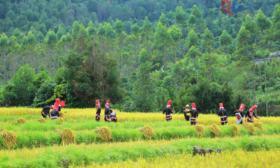 Nâng cao hiệu quả đất trồng lúa