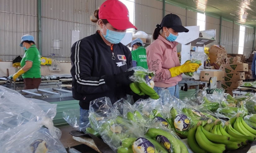 Giải mã sức nóng của chuối Việt Nam ở thị trường Trung Quốc, Nhật Bản