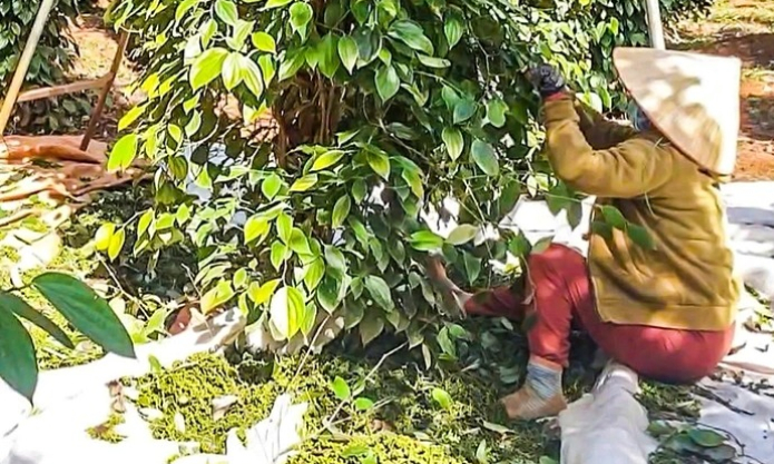 Giá tiêu duy trì đà tăng, doanh nghiệp kỳ vọng giá sẽ còn tốt