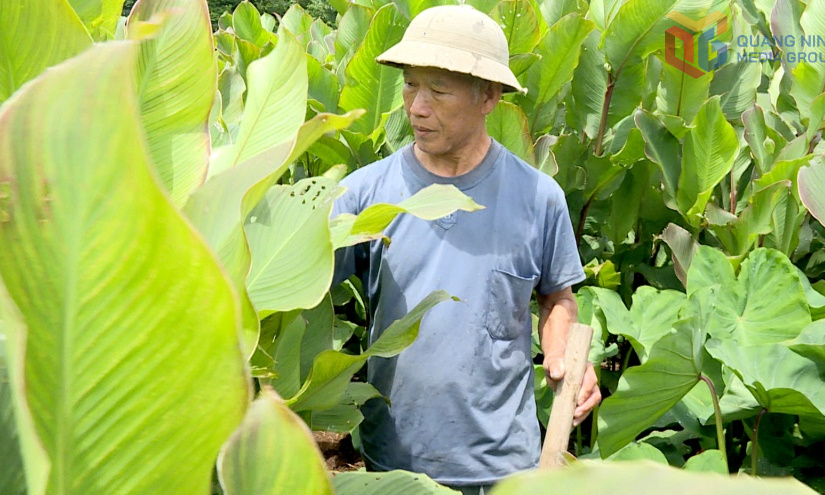 Xã Lục Hồn: Nâng cao thu nhập cho người dân sau sáp nhập