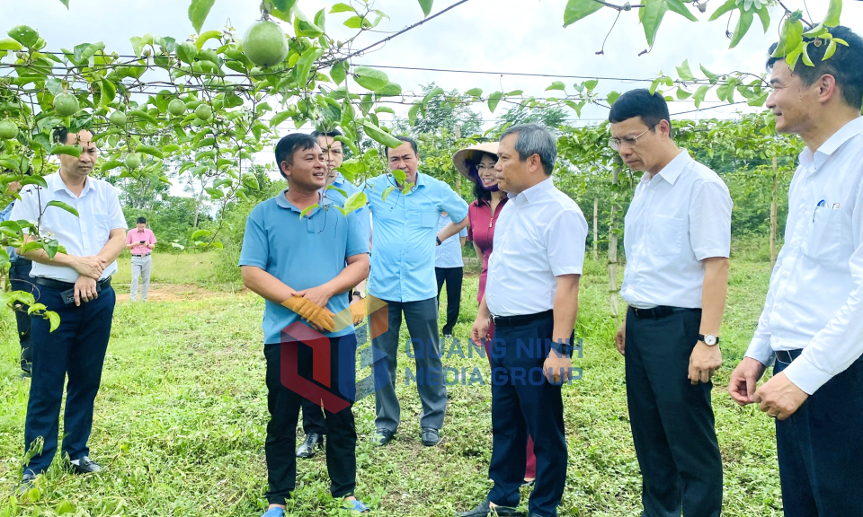Bí thư Tỉnh ủy Vũ Đại Thắng kiểm tra các nhiệm vụ phát triển kinh tế - xã hội tại xã Đầm Hà, tháng 8-2025