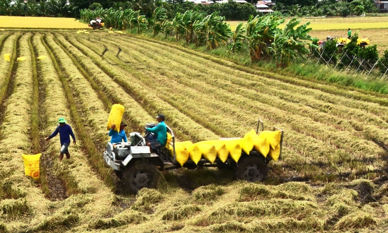 Gạo Việt có thể giữ được vị trí xuất khẩu thứ hai thế giới trong bao lâu?
