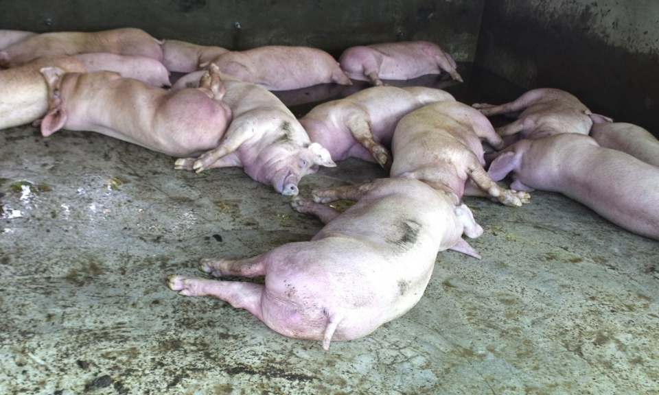 Tuyệt đối không chủ quan với dịch tả lợn châu Phi