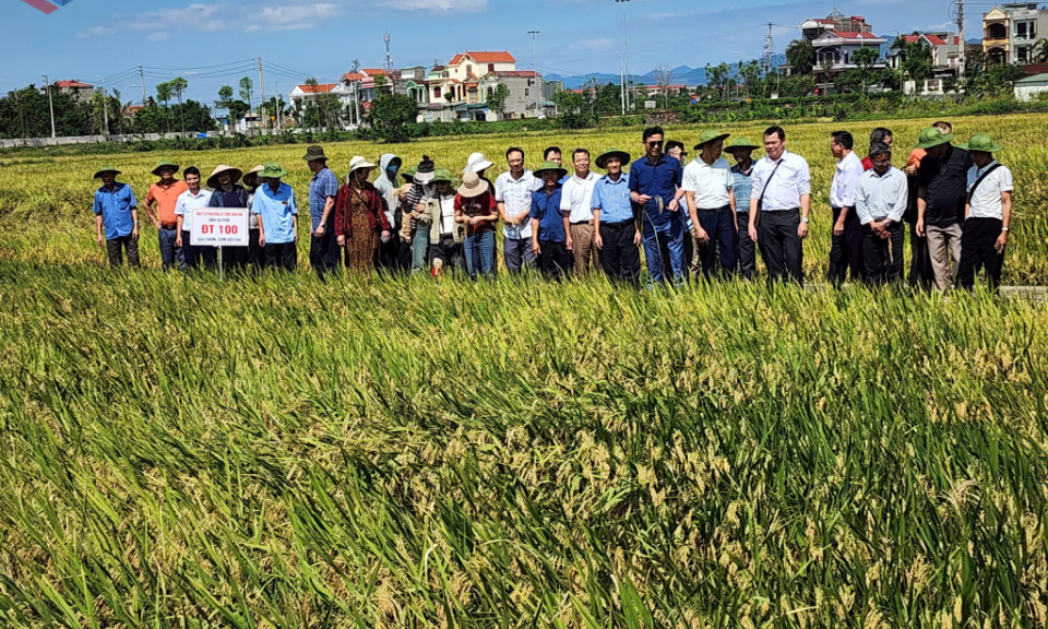 Công ty CP Giống cây trồng Quảng Ninh: Chủ động dịch chuyển theo hướng tư duy kinh tế nông nghiệp