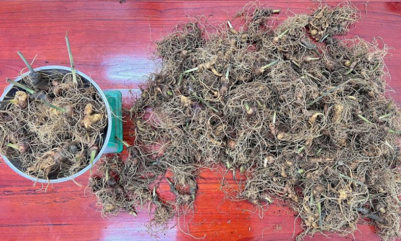 Tạm giữ 3 đối tượng đánh cắp hơn 300 gốc sâm Ngọc Linh