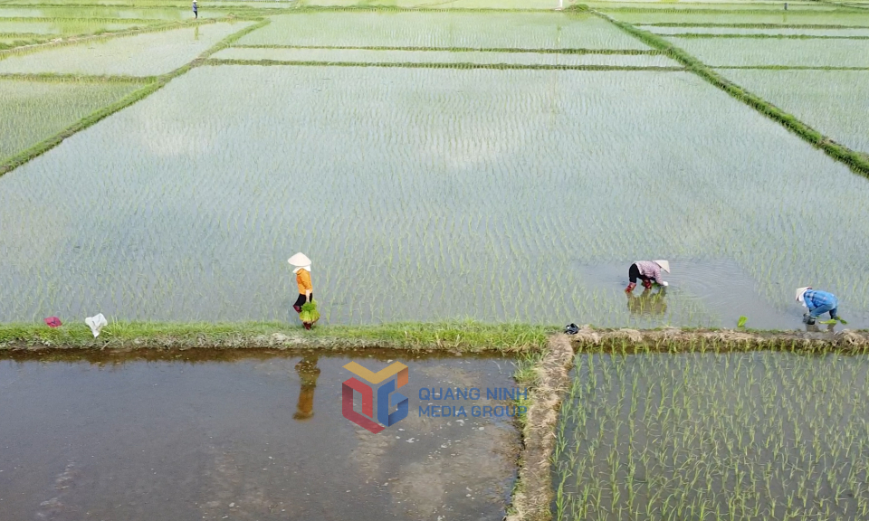 Hoàn thành gieo cấy vụ mùa đúng tiến độ