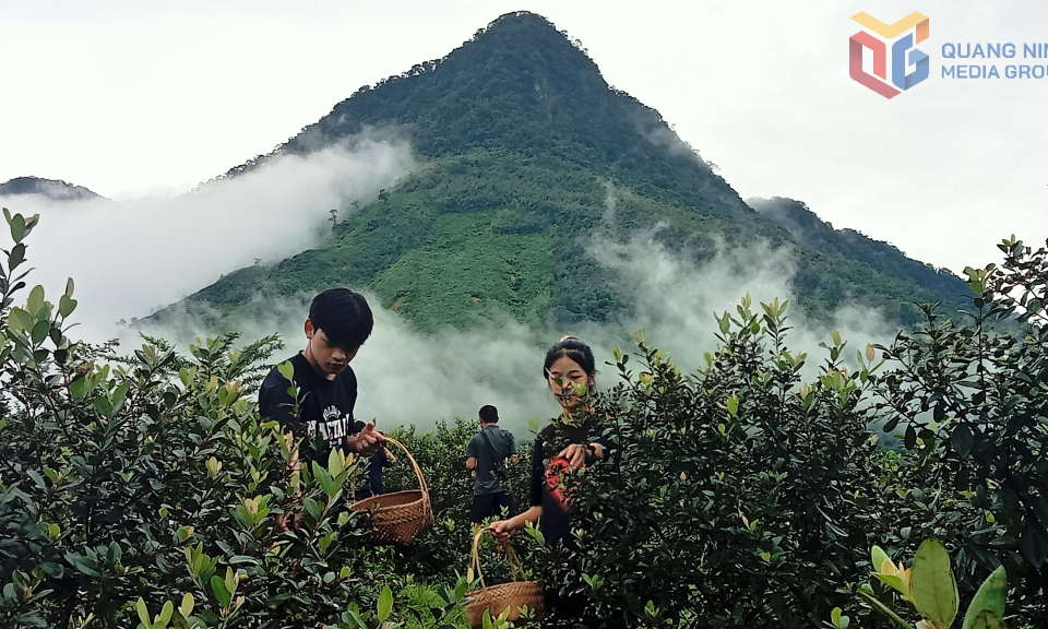 Hai Son commune: Towards a modern civilized rural area 