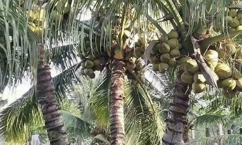 Sự trỗi dậy mạnh mẽ của ngành dừa Việt Nam