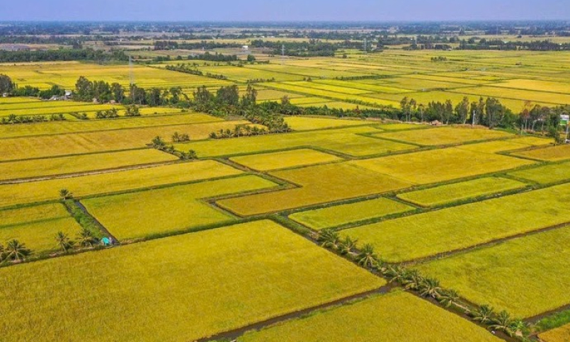 Giá gạo Việt Nam đang cao nhất thế giới, dự đoán còn tăng bất ngờ