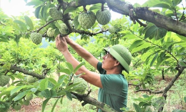 Bản tin vùng Đông Bắc ngày 25/8/2025