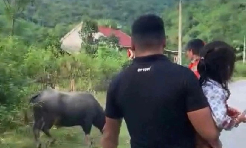Bé gái 4 tuổi ở Nghệ An bất ngờ bị trâu húc tử vong thương tâm