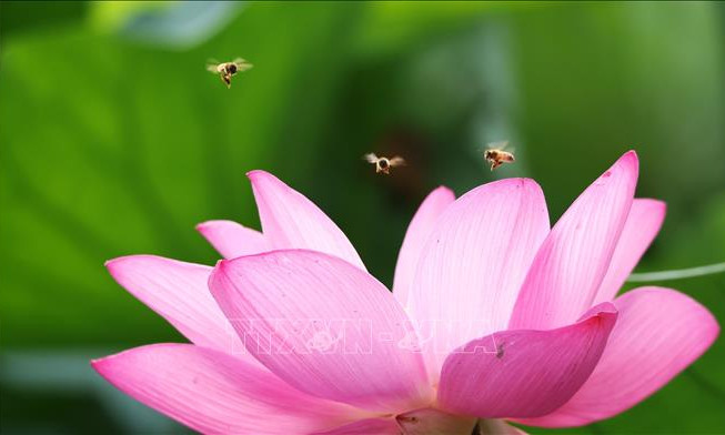 Não ong mật mở ra hướng đi đột phá cho AI