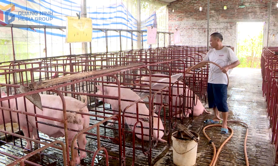 Kiểm soát chặt chẽ dịch tả lợn châu Phi